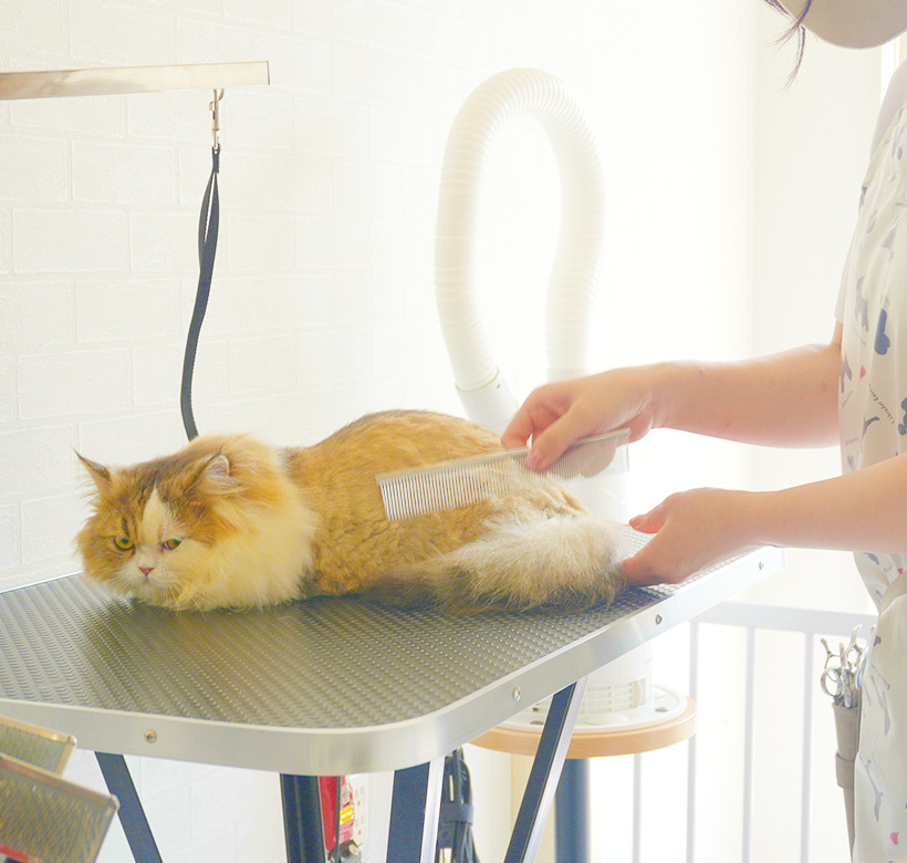 ワンちゃん・ネコちゃんの幸せのために