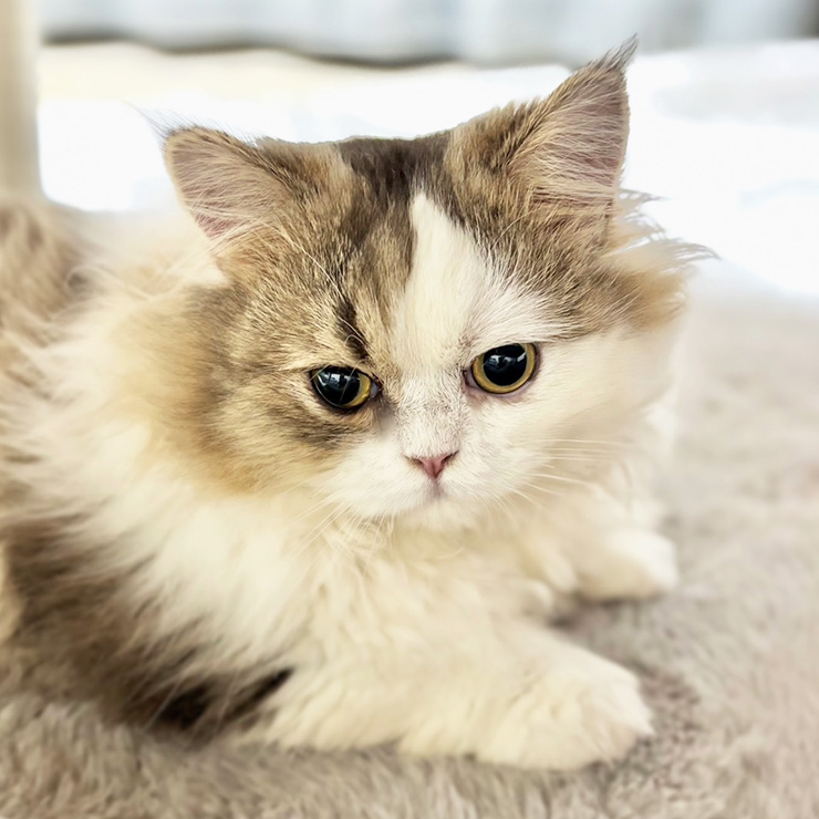 ミヌエット ゆっけ