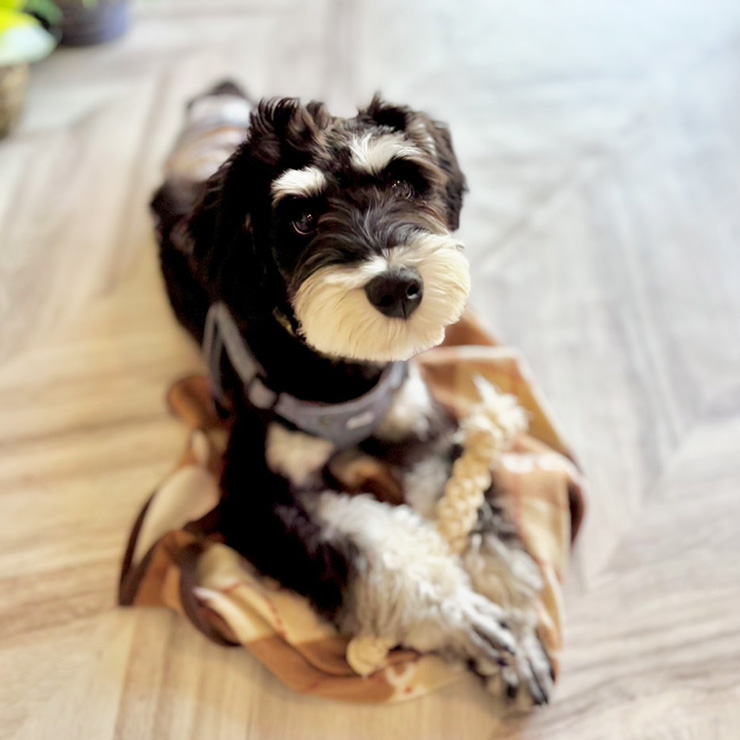 ミニチュアシュナウザー 楓太郎